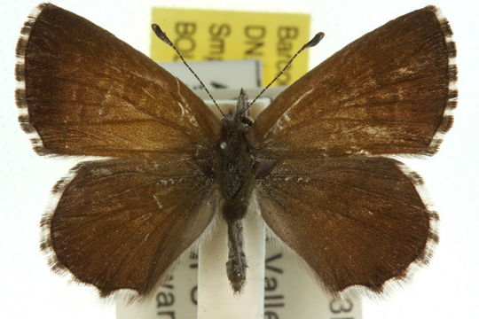 Image of <i>Neolucia agricola</i> (Westwood (1851))