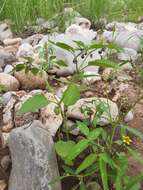 Image of netted globecherry