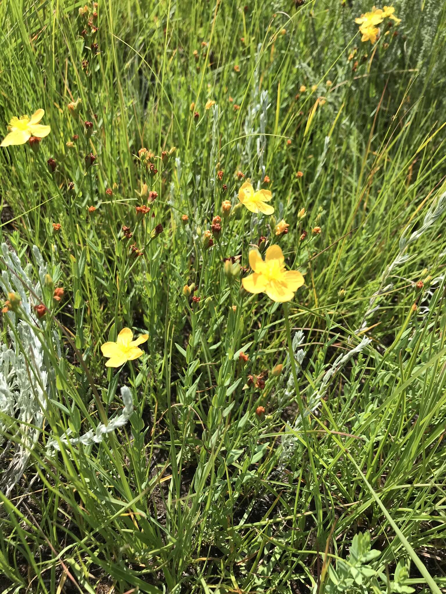 صورة Hypericum lalandii Choisy