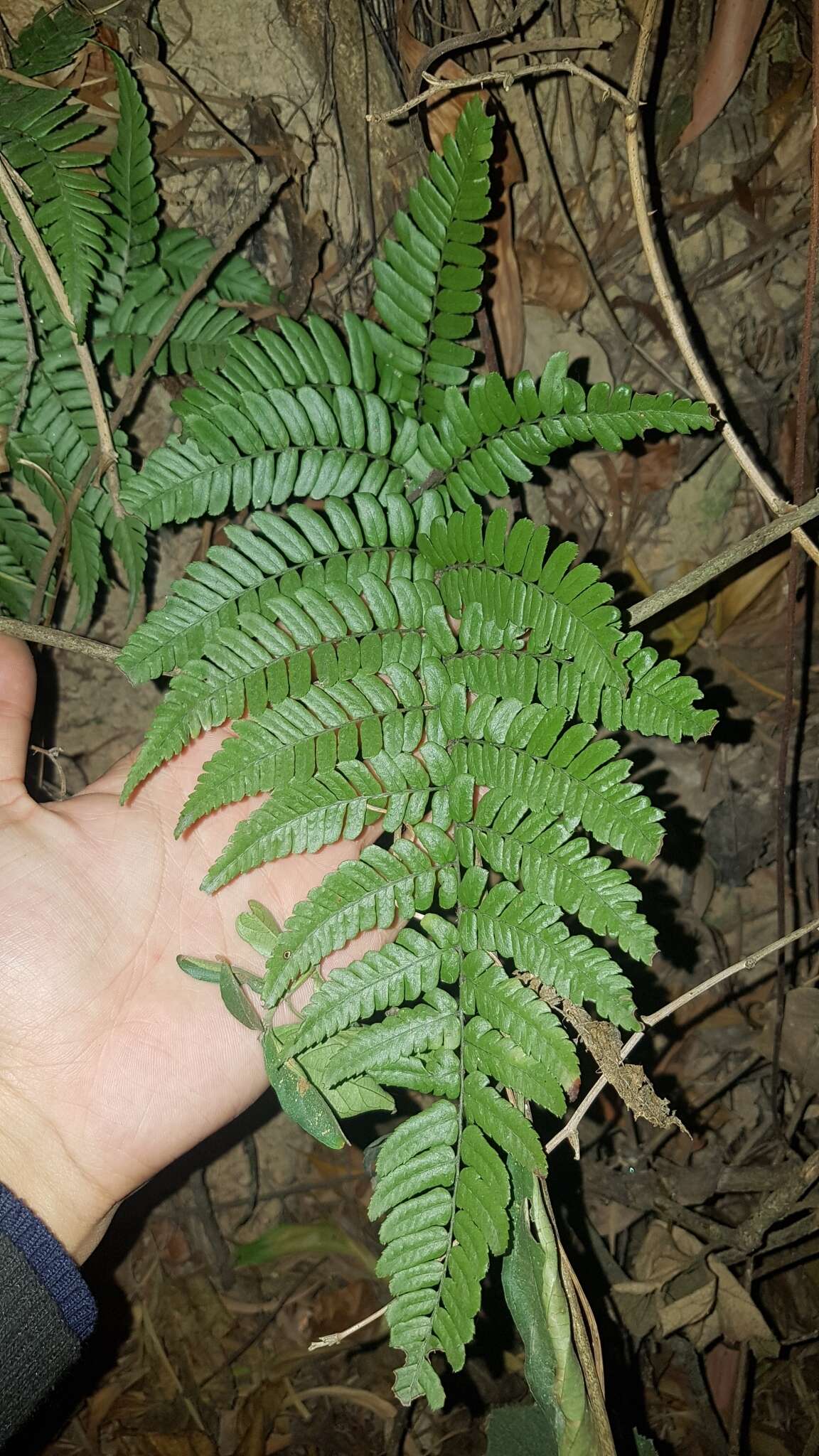 Plancia ëd Dryopteris fuscipes C. Chr.