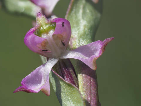 Image of Disperis tysonii Bolus