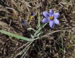 Image of Sisyrinchium ensigerum E. P. Bicknell