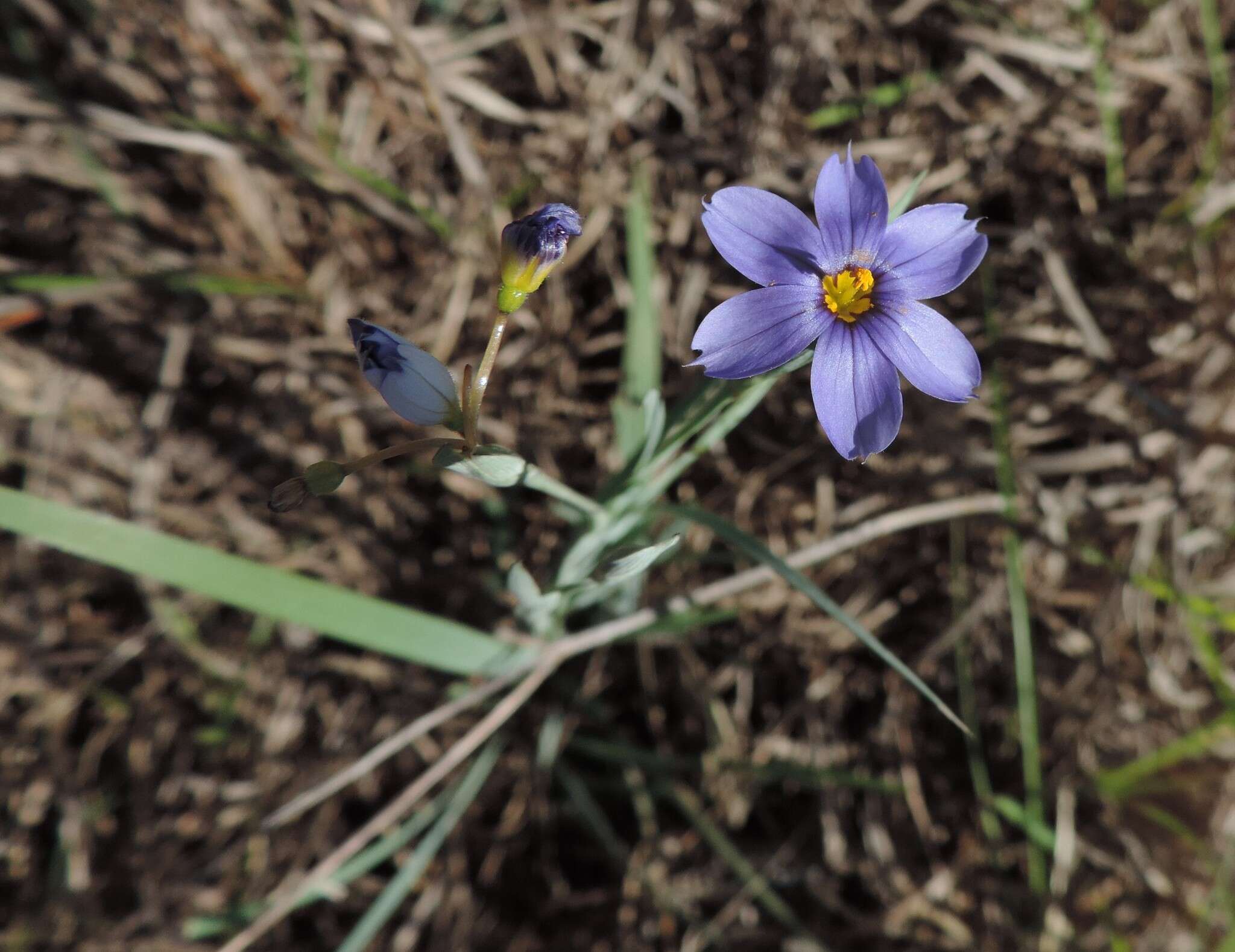 Sisyrinchium ensigerum E. P. Bicknell的圖片