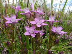 Image of chiltern gentian