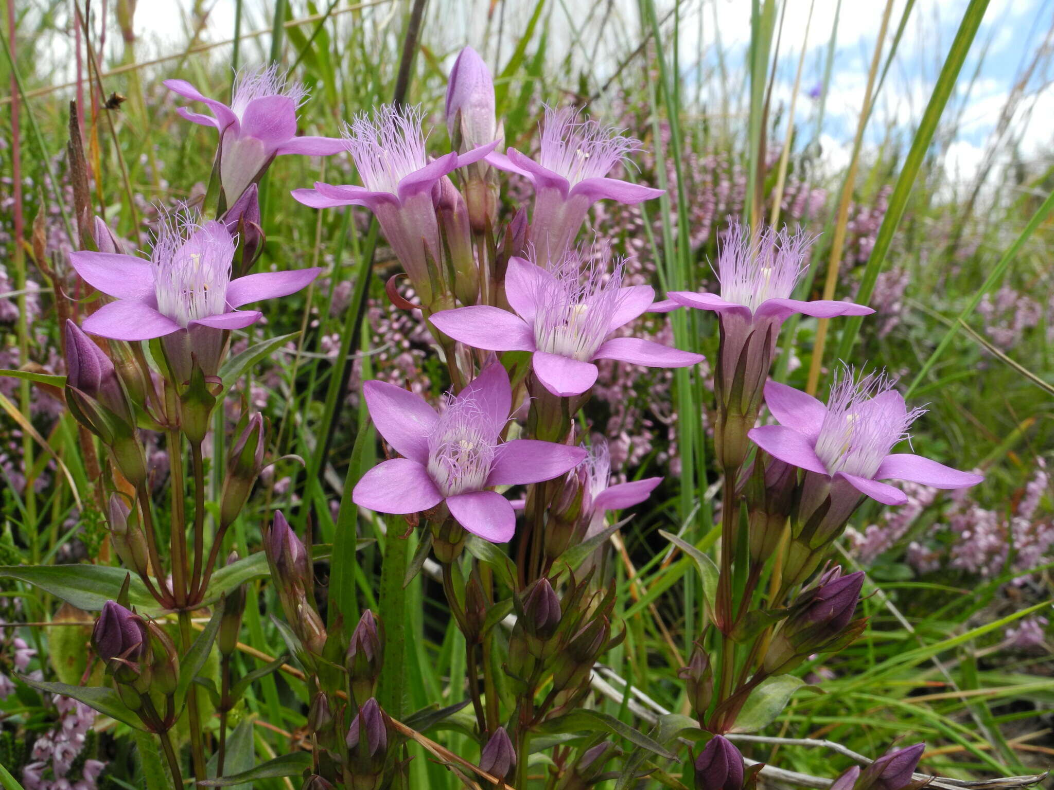 Image of chiltern gentian