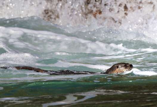 Image of Marine Otter