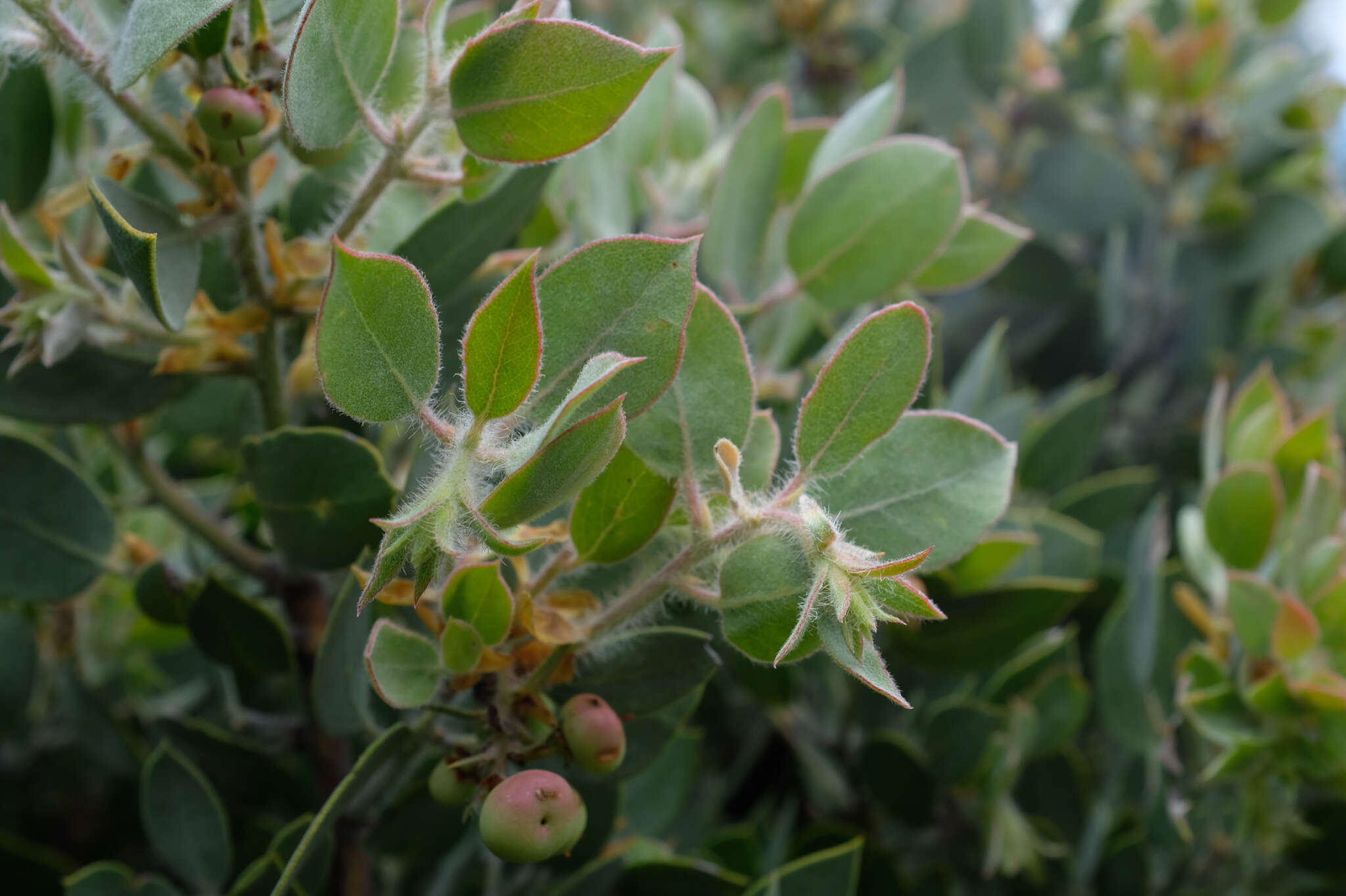 Image of La Panza manzanita