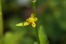 Image de Ranunculus silerifolius H. Lév.