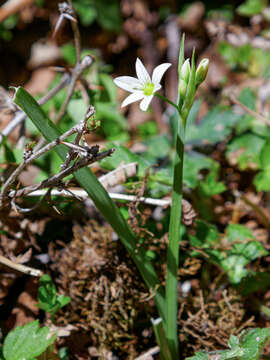 Image of Italian Garlic