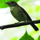 Image of Banggai Jungle Flycatcher