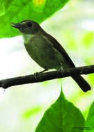 Image of Banggai Jungle Flycatcher