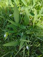 Image of Commelina platyphylla Klotzsch ex Seub.