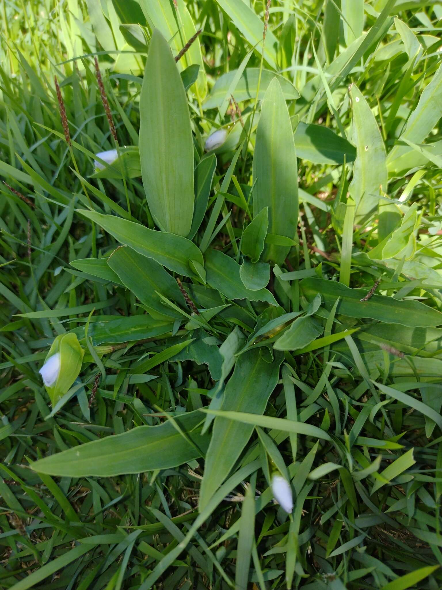 Слика од Commelina platyphylla Klotzsch ex Seub.