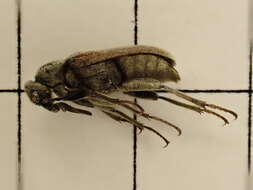 Image of Ptilophorus dufouri