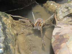 صورة Dolomedes instabilis L. Koch 1876