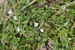 Image of Lindernia parviflora (Roxb.) Haines