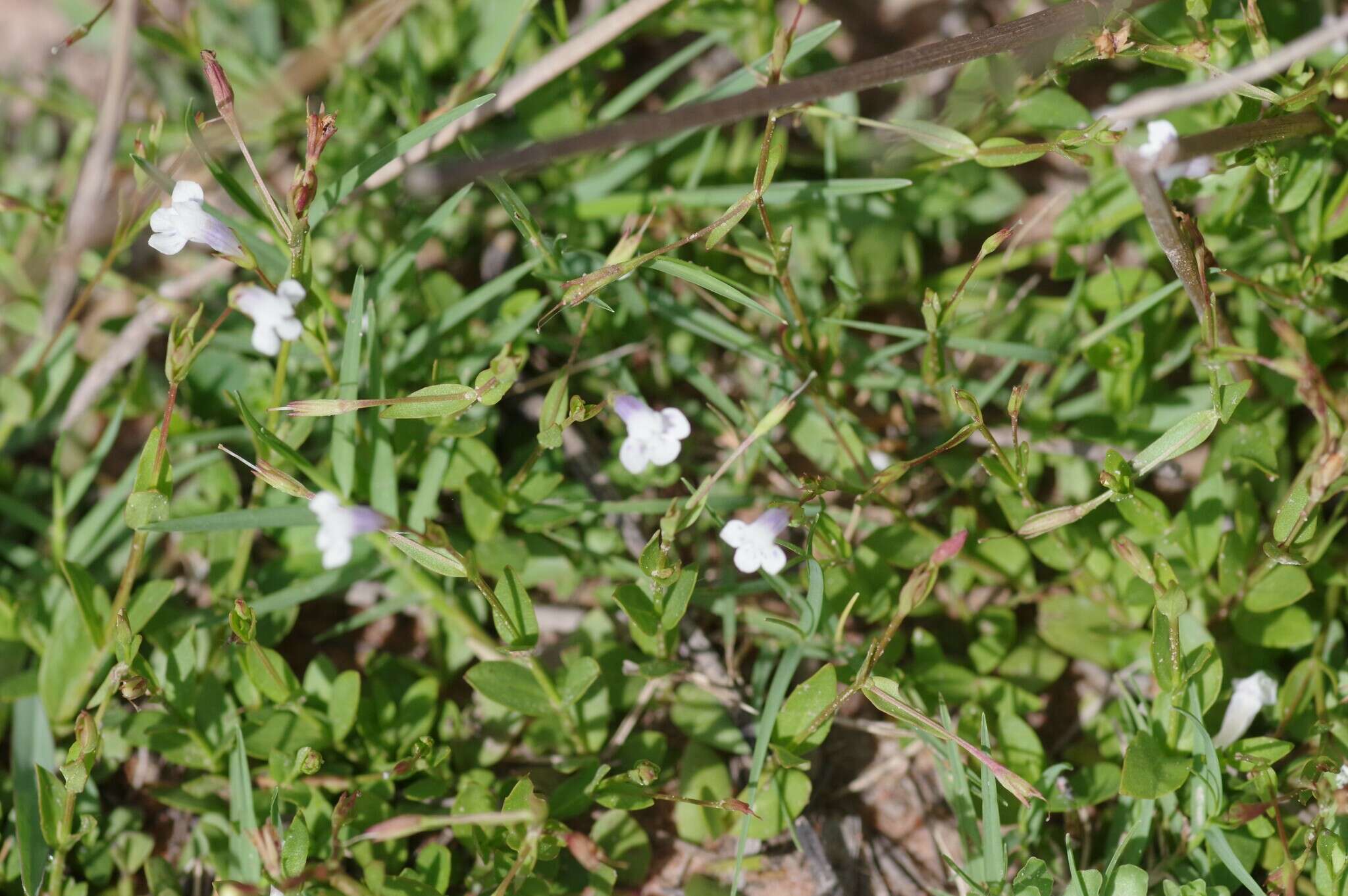 Image of Lindernia parviflora (Roxb.) Haines