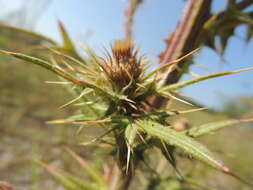 Image of <i>Cirsium <i>vulgare</i></i> subsp. vulgare