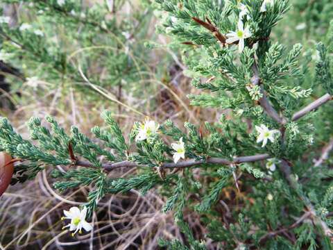 Image of Asparagus capensis L.