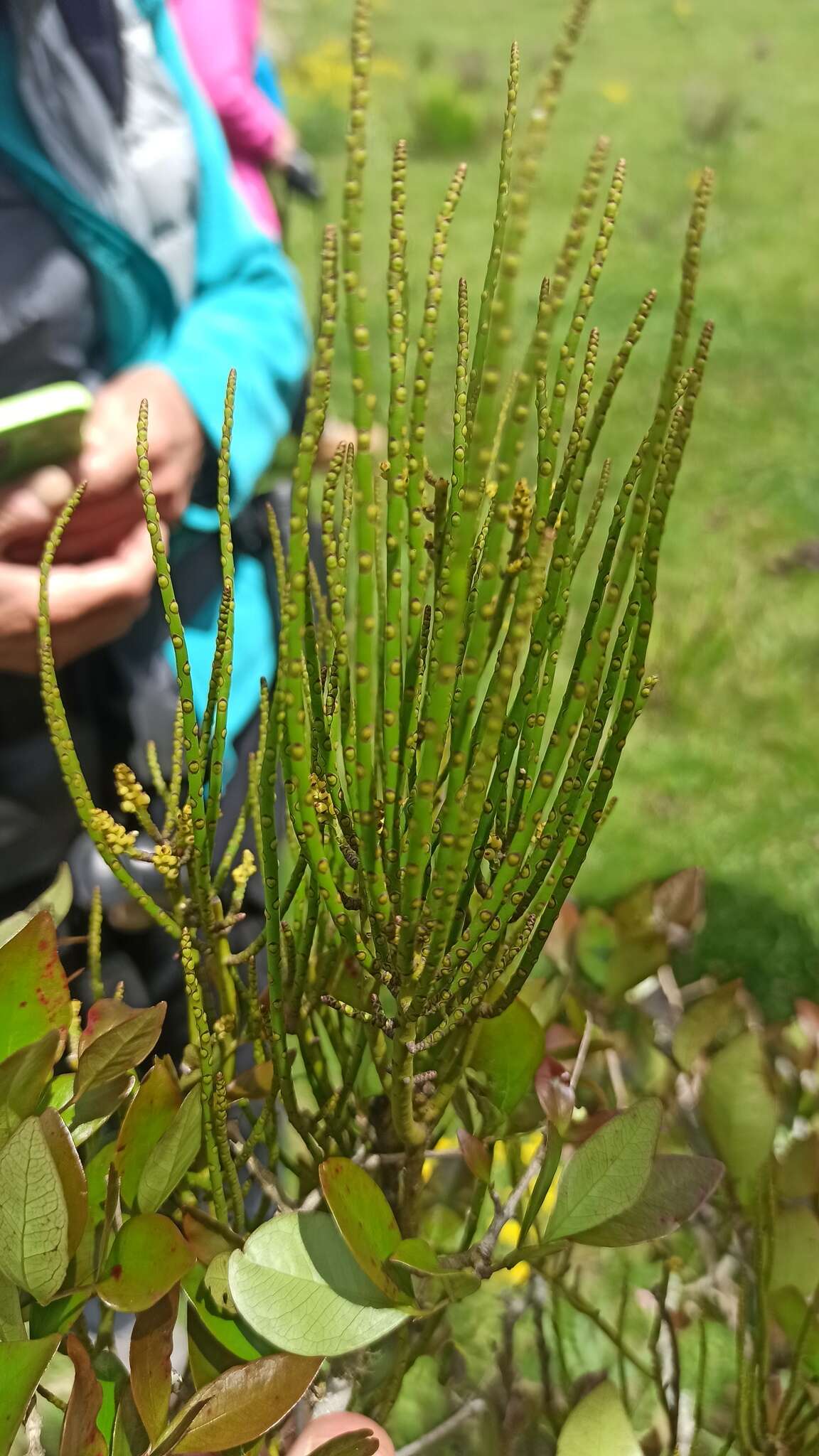 Image of tapeworm-plant