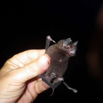 Image of mustached bat