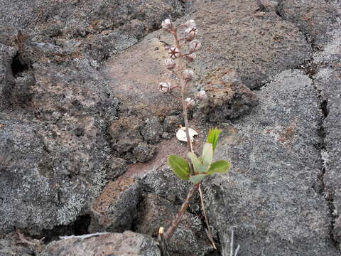 Image of Agarista buxifolia (Lam.) G. Don