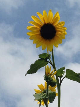 Image of common sunflower