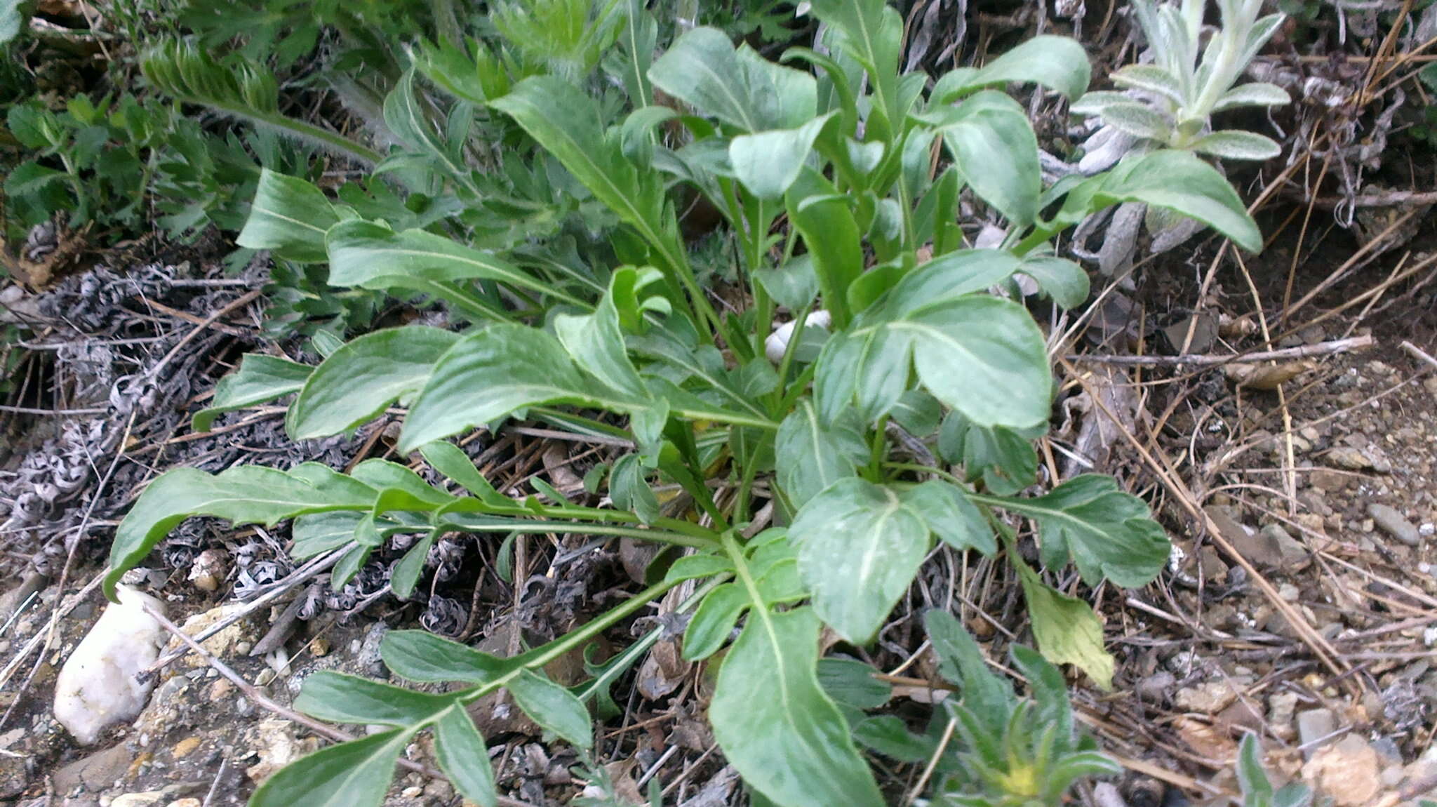 Image de Cephalaria coriacea (Willd.) Roem. & Schult. ex Steudel