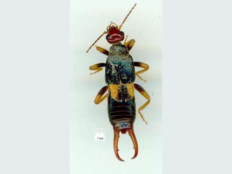 Image of Earwig