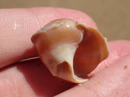 Image of common northern moonsnail