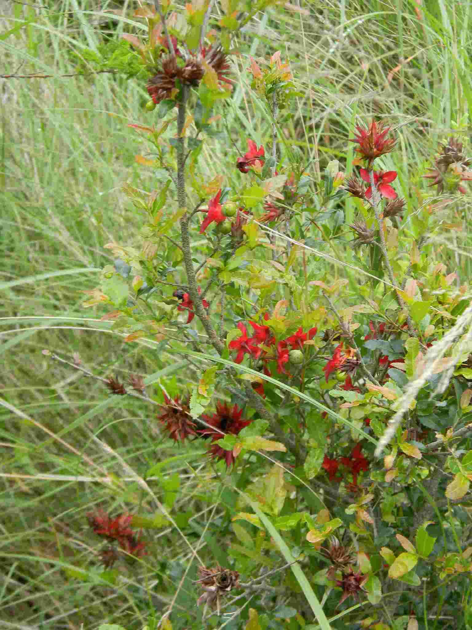 Image of Ochna natalitia (Meissn.) Walp.