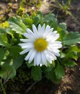 Image of Annual daisy