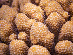 Image of Staghorn coral