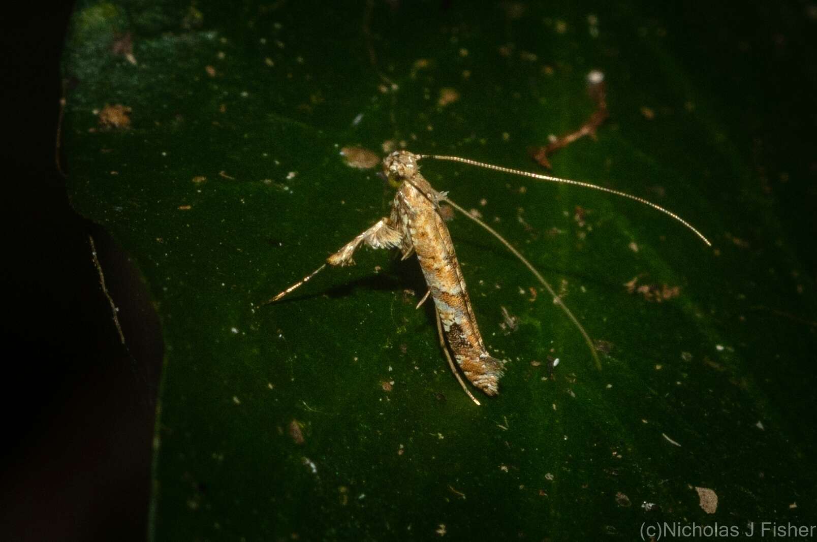 Imagem de Caloptilia plagata (Stainton 1862)