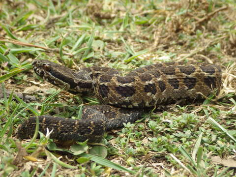 Image of Godman's Montane Pit Viper