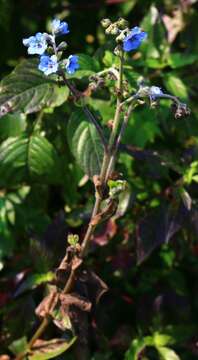 Image of Cynoglossum malabaricum (C. B. Cl.) Riedl