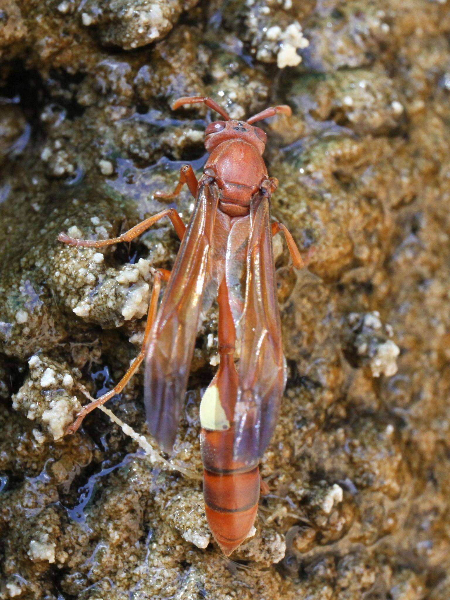 Image of Belonogaster lateritius Gerst. 1857