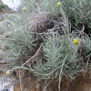 Image of Helichrysum panormitanum Tineo ex Guss.