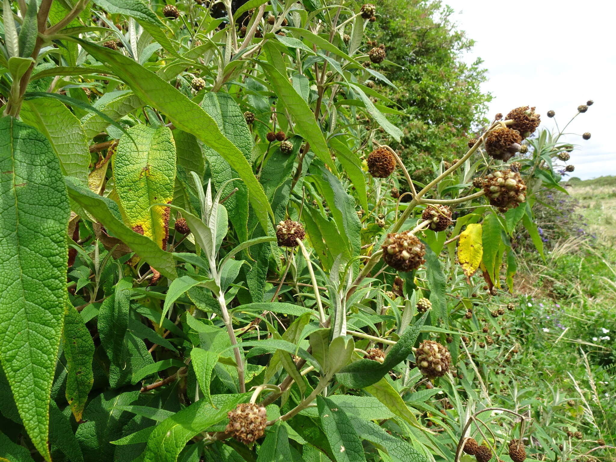 Image de Buddleja globosa Hope