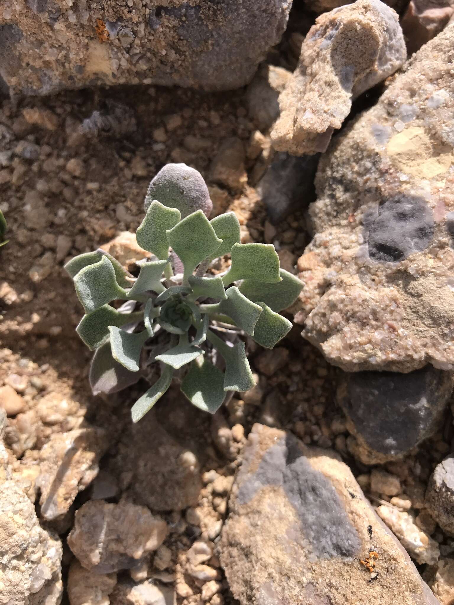 Image of Avery Peak twinpod