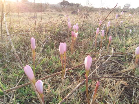 Imagem de Zephyranthes fosteri Traub