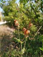 Imagem de Silene latifolia subsp. latifolia