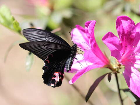 Image of Spangle Butterfly