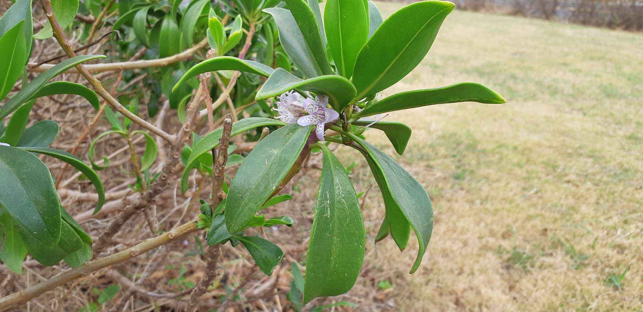 صورة Bontia bontioides (A. Gray) L. V. Aver'yanov