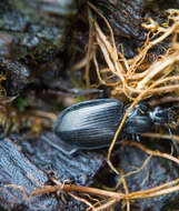 Imagem de Agonum (Agonum) placidum (Say 1823)