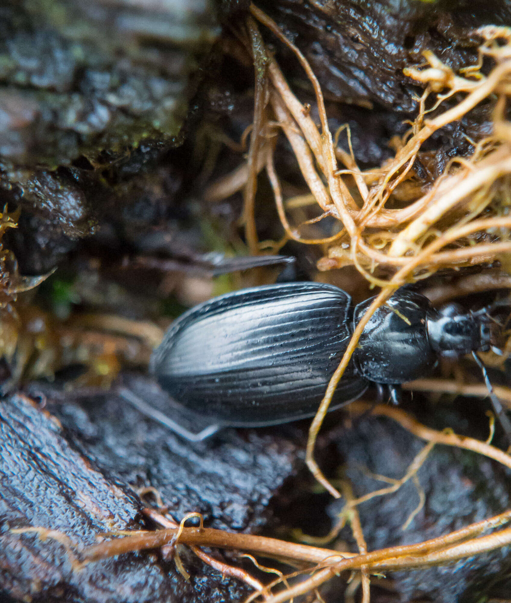 Imagem de Agonum (Agonum) placidum (Say 1823)