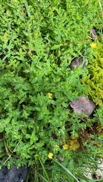 Image de Hypericum parvulum Greene