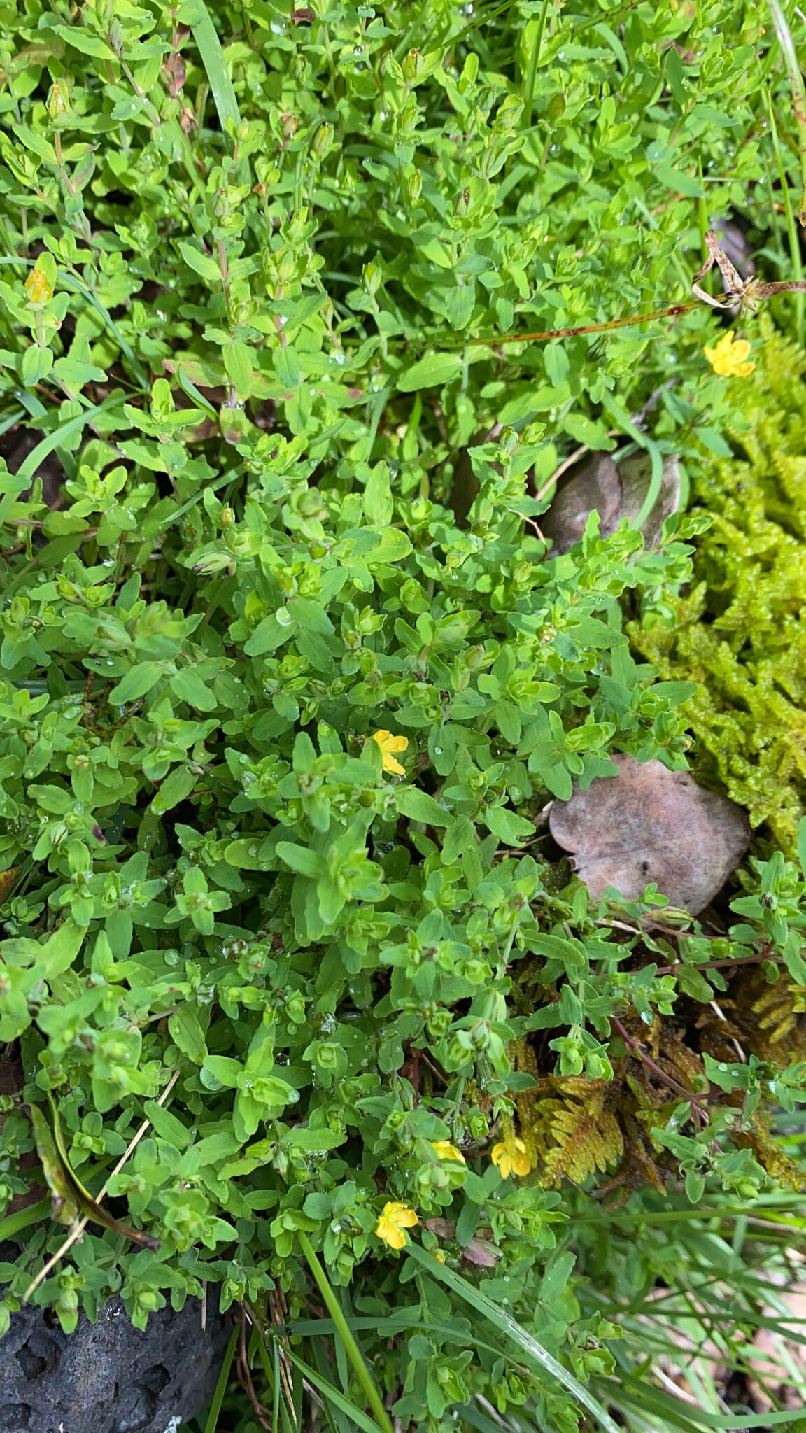 Image de Hypericum parvulum Greene