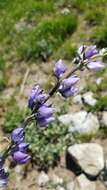 Image of largeleaf lupine