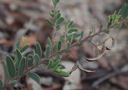 Image of Acacia purpureapetala